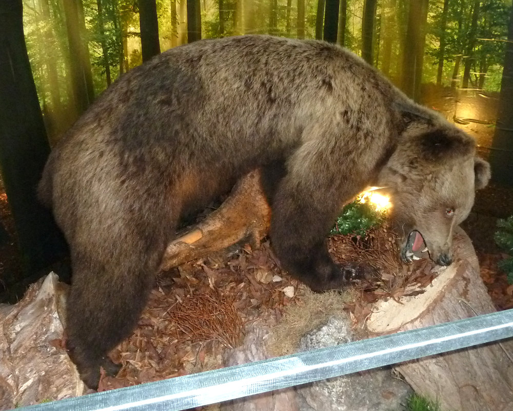 Wilderermuseum Bär